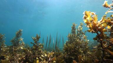 Italian Underwater Robot Breaks New Ground in Water Monitoring