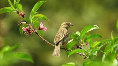 Can Solar Farms Protect Threatened British Species?