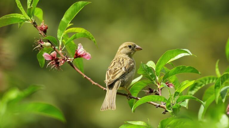 Can Solar Farms Protect Threatened British Species?