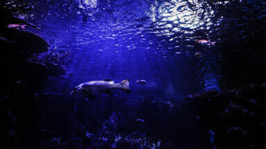 Are Mechanical Sea Snakes the Future of Underwater Exploration?