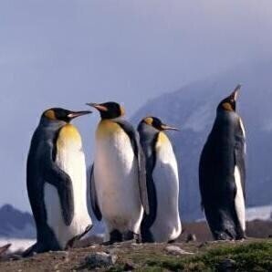 Industrial pollution \'affecting penguins\' habitat\'