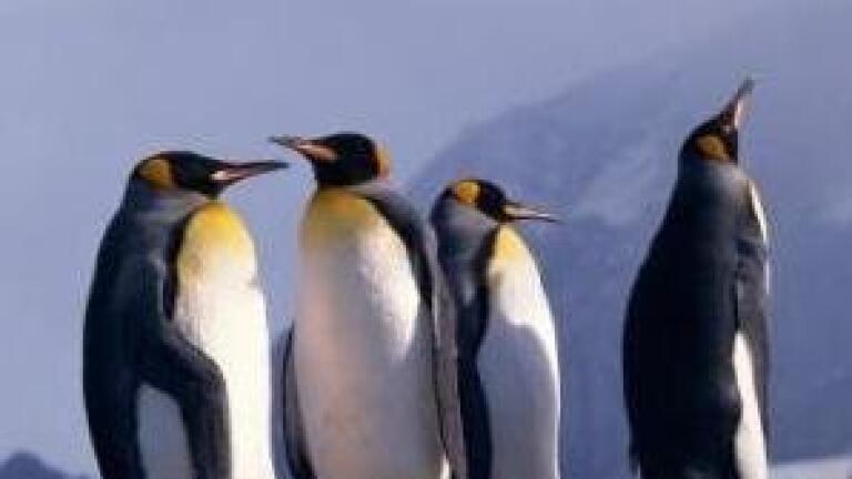 Industrial pollution \'affecting penguins\' habitat\'