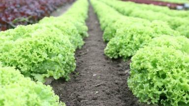 Nanotechnology May Be Able to Help Grow More Food with Less Energy and Water