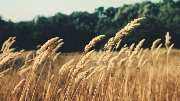 Is Climate Change Turning the World’s Crops Toxic?