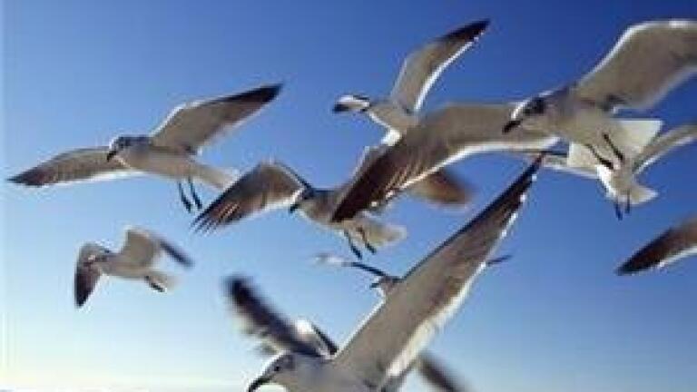 Landfill site 'planning measures against air bird strikes'