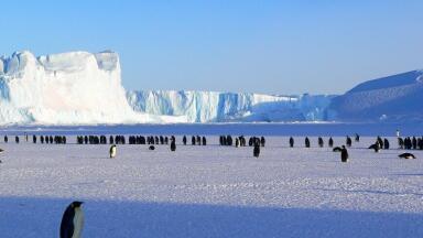 Climate Change: Is this the End for Adélie Penguins?