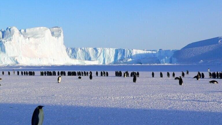 Climate Change: Is this the End for Adélie Penguins?