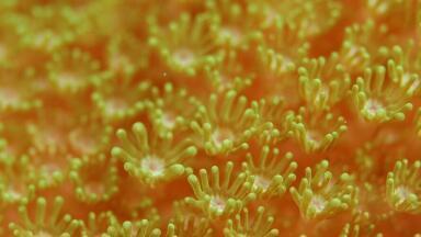 Coral Bleaching Shows No Signs of Stopping