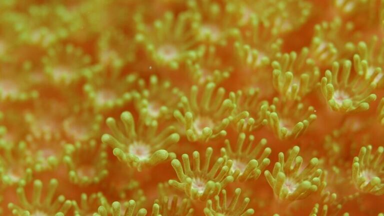 Coral Bleaching Shows No Signs of Stopping