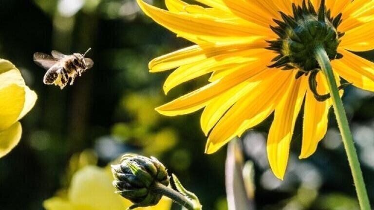 How Do Bees Help Monitor Air Quality?