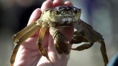 Crab population decline 'due to water pollution'