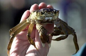 Crab population decline 'due to water pollution' 