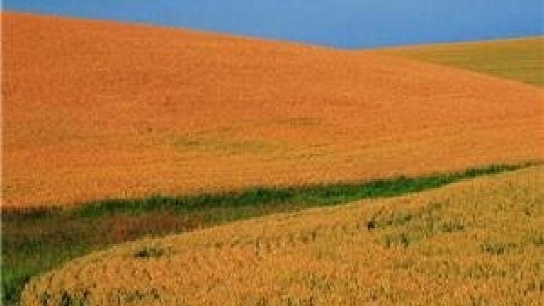 Laser 'helps farmers gauge crop water consumption'