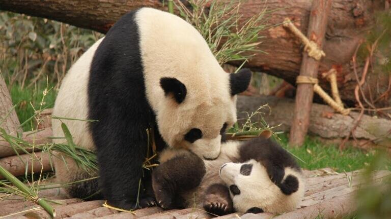 How Have Pandas Been Conserved and Monitored?