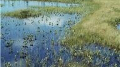 Manmade wetland 'treats tobacco plant wastewater'