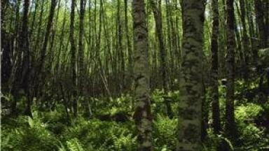 Ozone 'hinders tree growth'