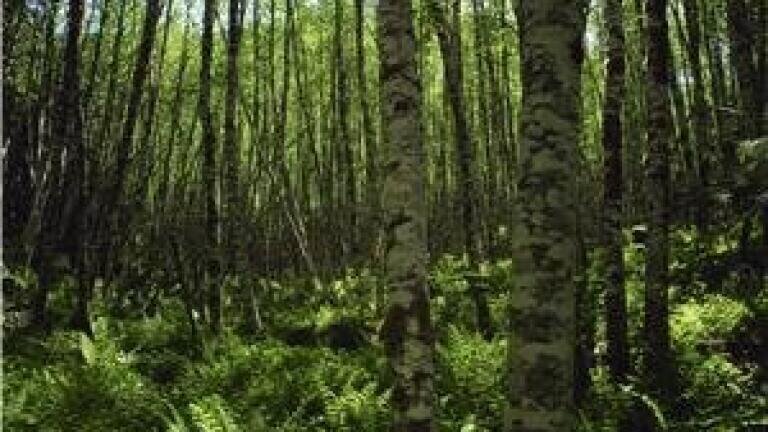 Ozone 'hinders tree growth'