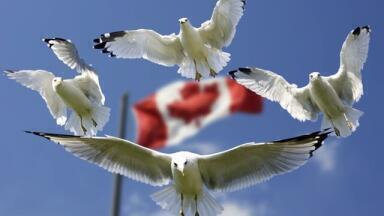 What Is Canada’s Climate Technology Task Force?