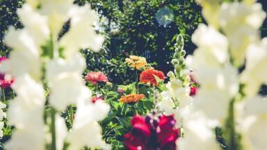Can You Observe Climate Change in Your Garden?