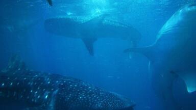 Is Japan in Deep Water over Whales?