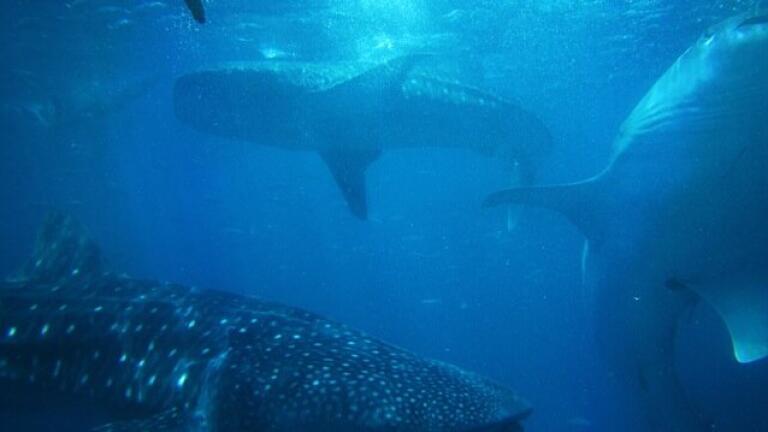 Is Japan in Deep Water over Whales?