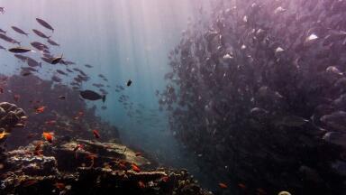 What Has Happened to the Great Barrier Reef?