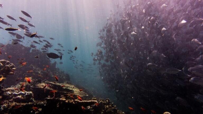 What Has Happened to the Great Barrier Reef?