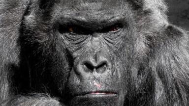 Are Some Species Really Being "Eaten to Extinction"?