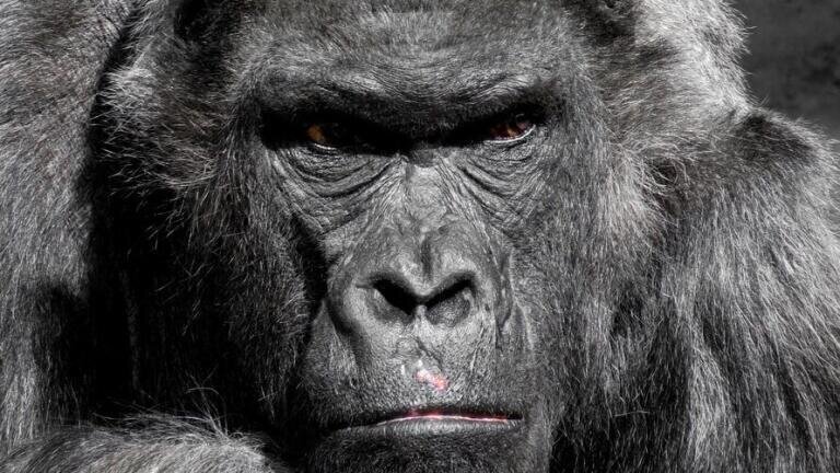 Are Some Species Really Being "Eaten to Extinction"?