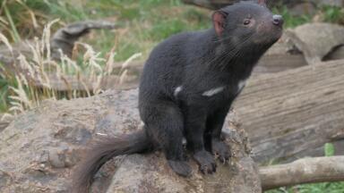 Could Natural Immunity Be Present in Animals?
