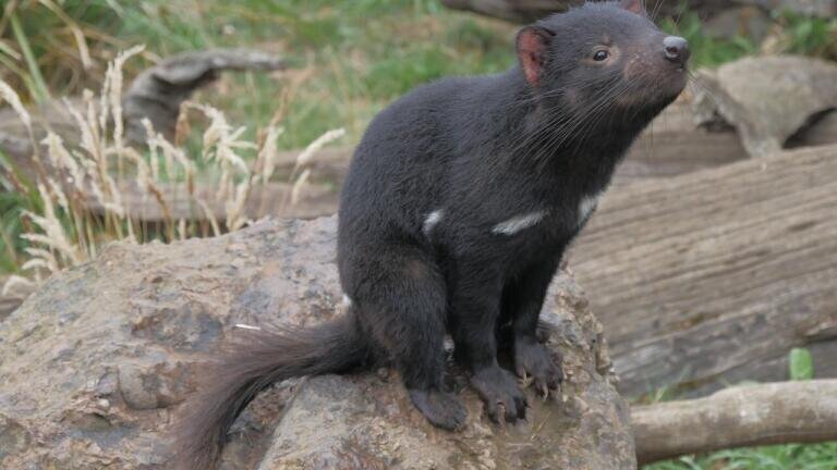 Could Natural Immunity Be Present in Animals?