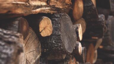 What Role Does Wood Play in the Environment?