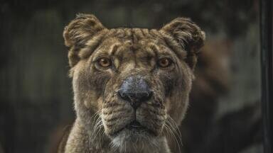 Are We Losing All of our Wildlife?
