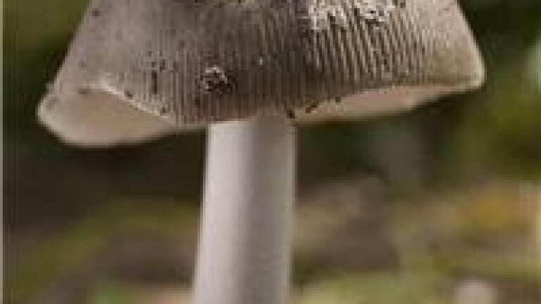 Forest fungi 'can help to slow down climate change'