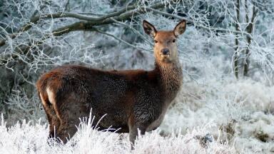 How Can Reindeers Help with Climate Change?