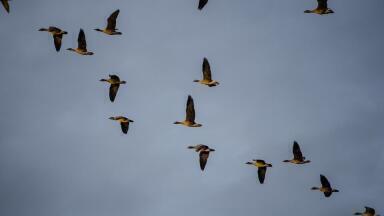 Why Are Birds Migrating Early?
