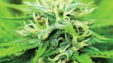 Test Medical Cannabis Potency with Greater Accuracy Using New DEA-Exempted CBDA Certified Reference Material