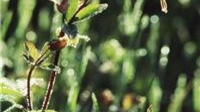New wireless soil sensors developed