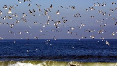 How is a Landfill Affecting Lebanese Air Travel?