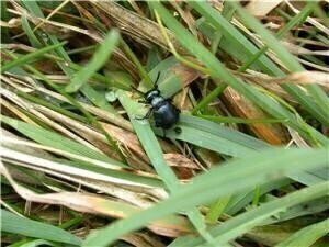 American beetles 'may be altering air quality'
