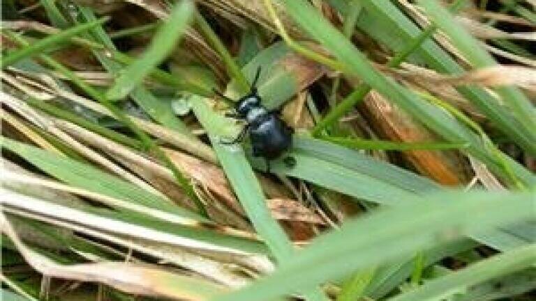 American beetles 'may be altering air quality'