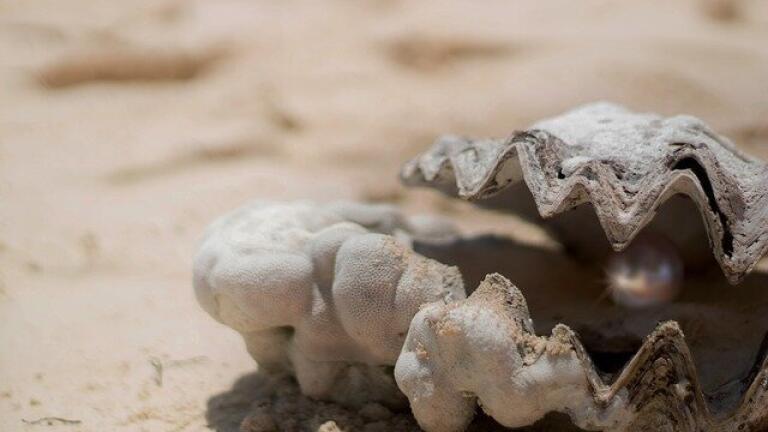Are “Atmospheric Rivers” Killing Off Oysters?