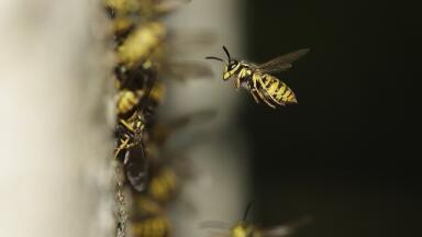 How Does Climate Change Affect Wasps?