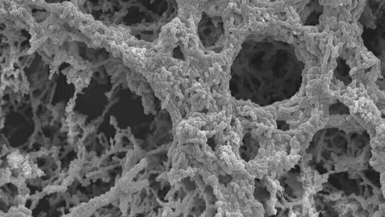 New Study Reveals Air Pollution can Alter the Effectiveness of Antibiotics and Increases the Potential of Disease