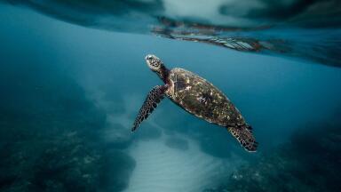How Much Oxygen Have Our Oceans Lost?