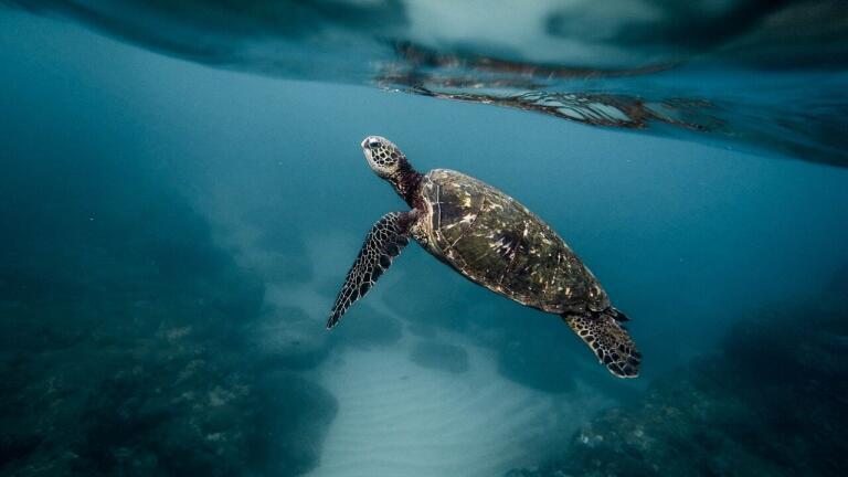 How Much Oxygen Have Our Oceans Lost?