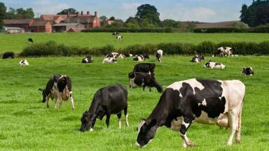 Monitoring Methane Emissions from Agriculture and Dairy Farming