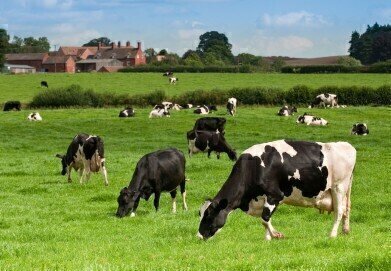 Monitoring Methane Emissions from Agriculture and Dairy Farming