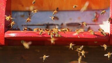 Has Trump Added Bees to His Hitlist?