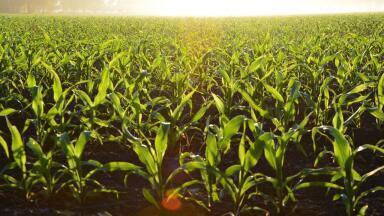 How Does Climate Change Affect Food Nutrition Levels?
